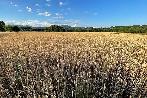 Campo di grano con cielo. Immagine rappresentativa della sostenibilità Gemels